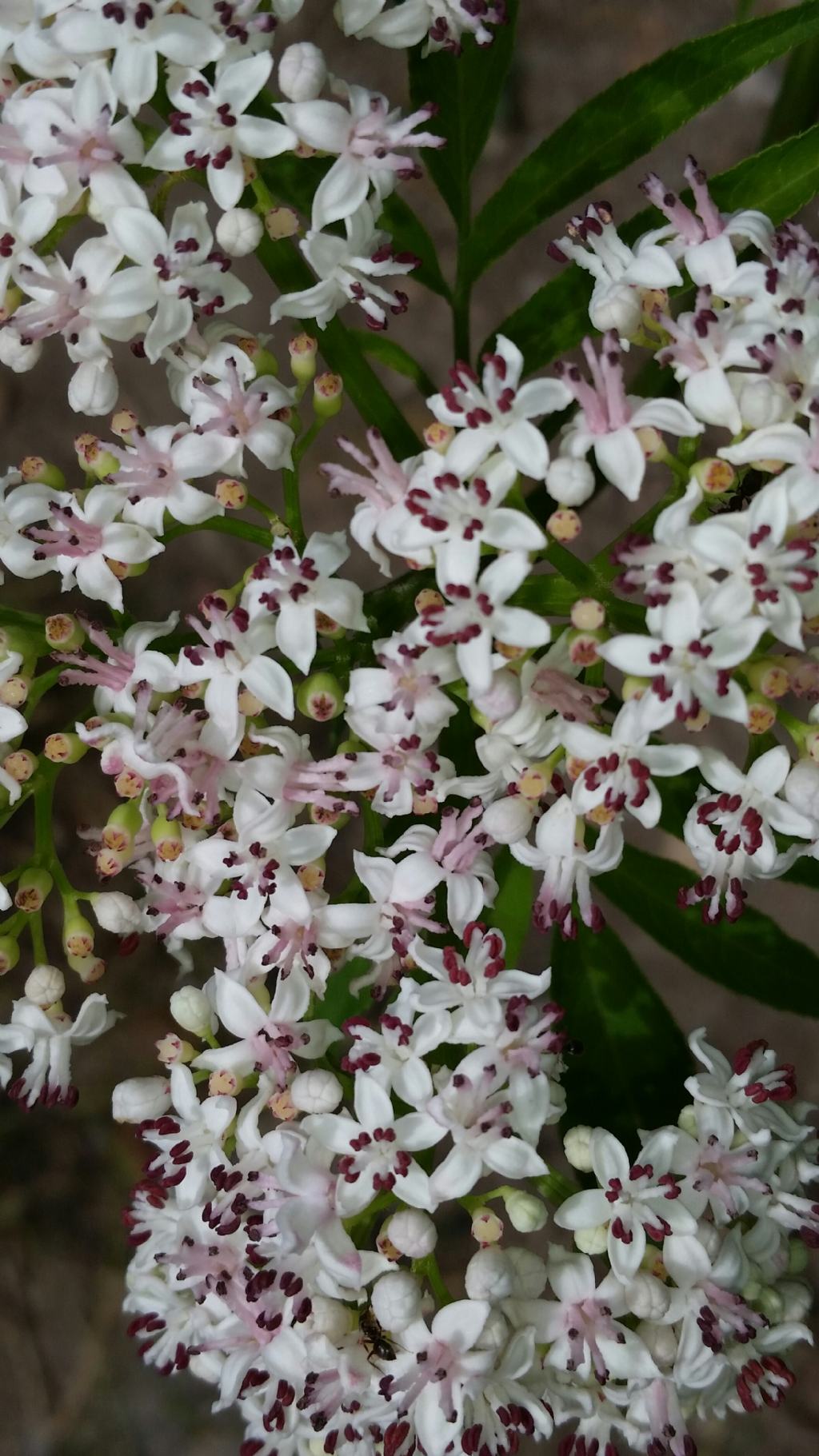 Sambucus ebulus